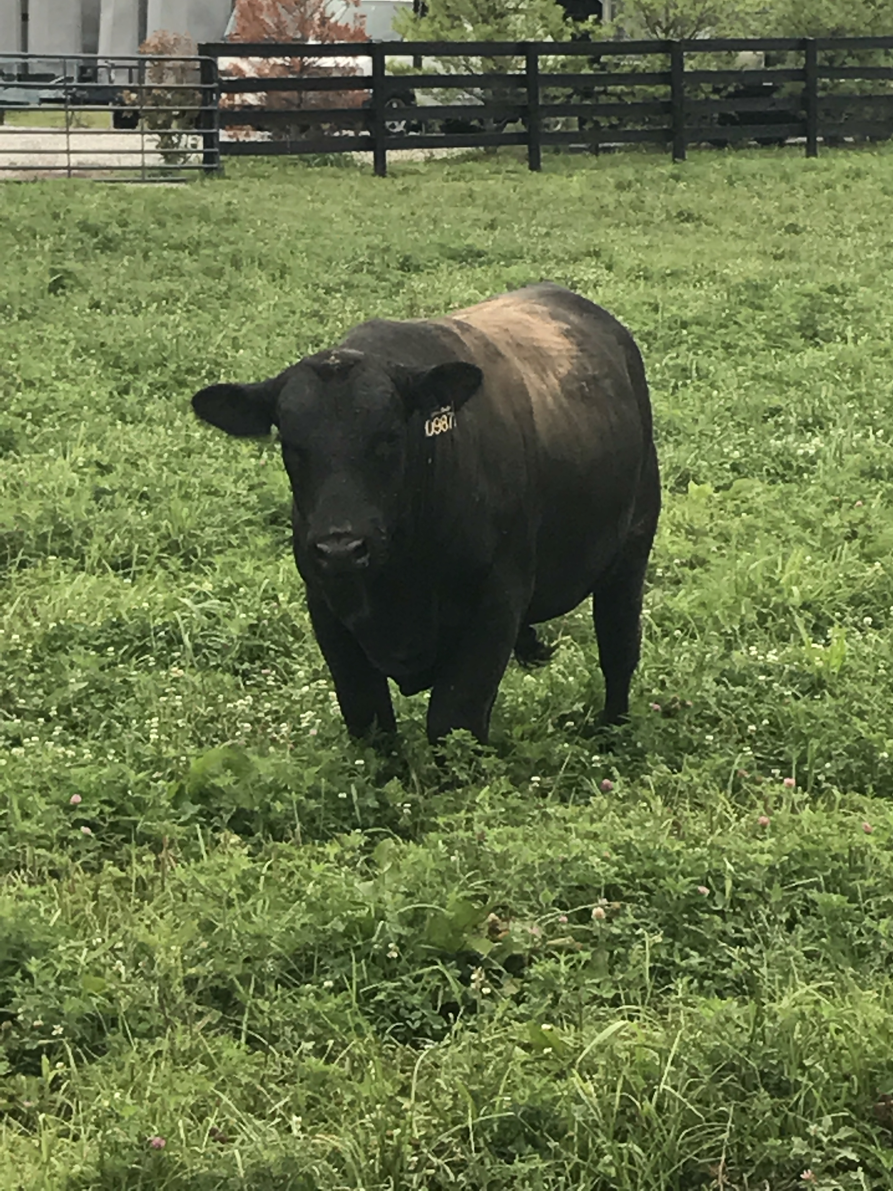 Cattle & Horse Sales